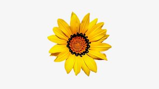 春天黄色向日葵花朵一朵花免抠