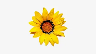 春天黄色向日葵花朵一朵花免抠