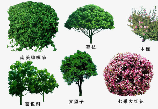 绿色植物免抠