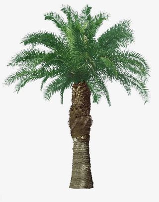 绿色棕树图片免抠