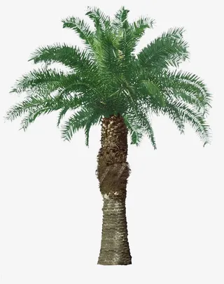 绿色棕树图片免抠