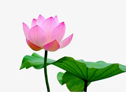 一支荷花荷叶图片素材免抠