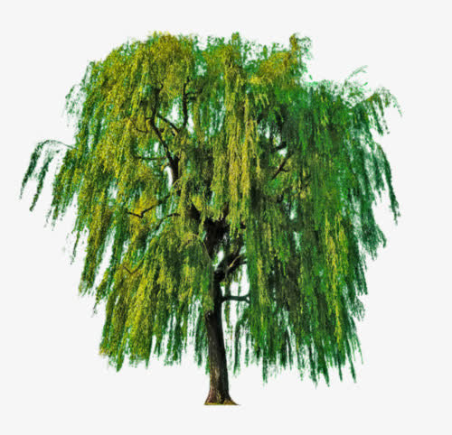 绿色柳树免抠