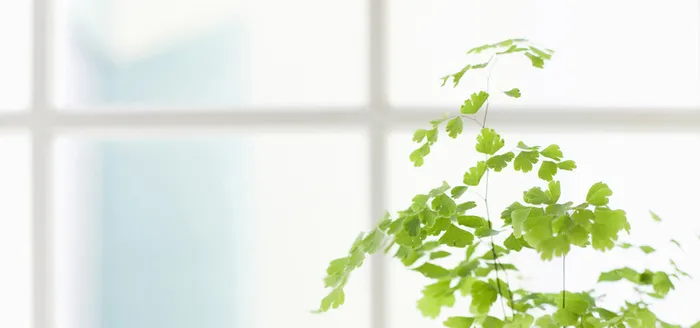 日系清新文艺家居女装窗台绿植淘宝背景高清