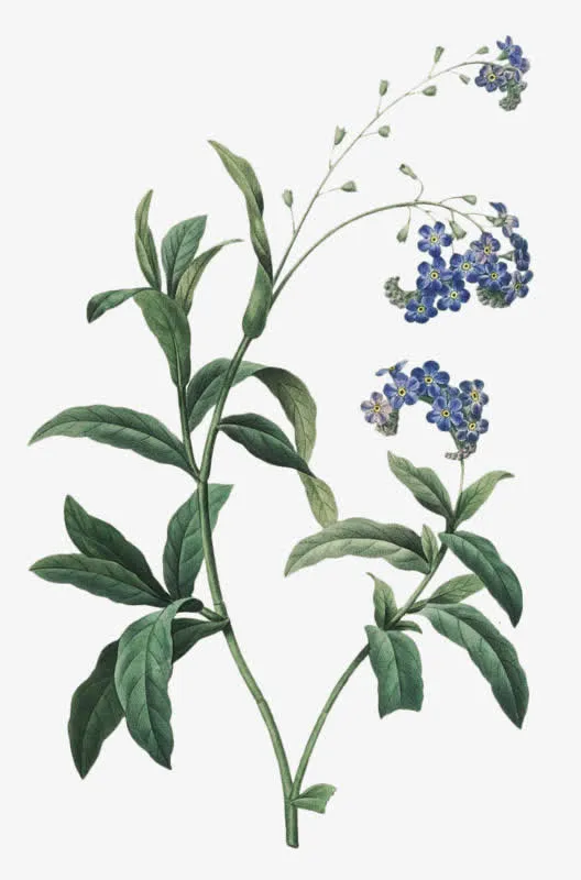 手绘鲜花免抠