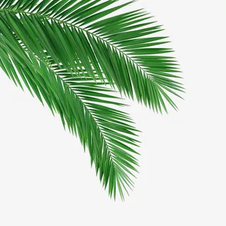 郁郁葱葱的叶子免抠