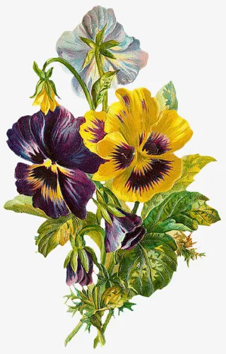 复古花卉植物图谱免抠