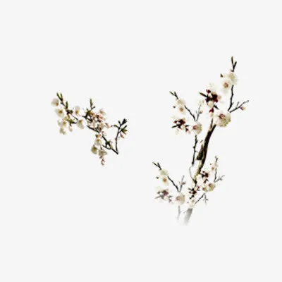 梅花素材免费下载免抠
