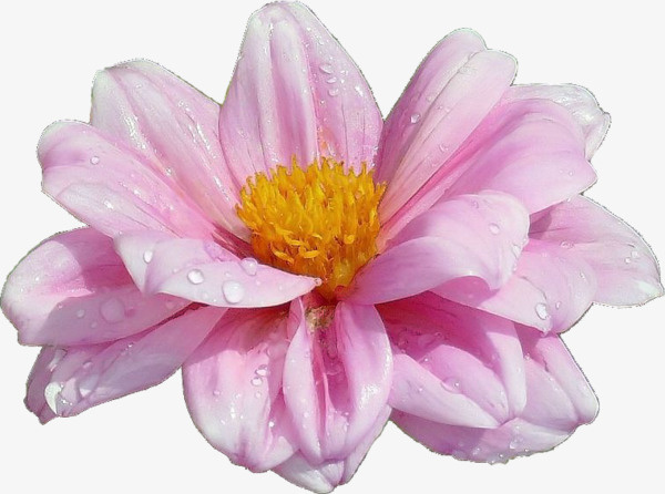 手绘水彩花草素材免抠
