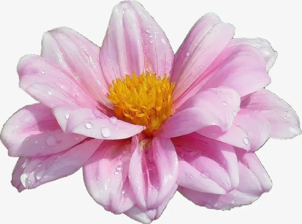 手绘水彩花草素材免抠