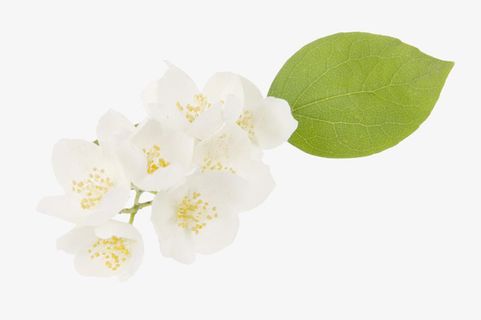 茉莉花图免抠