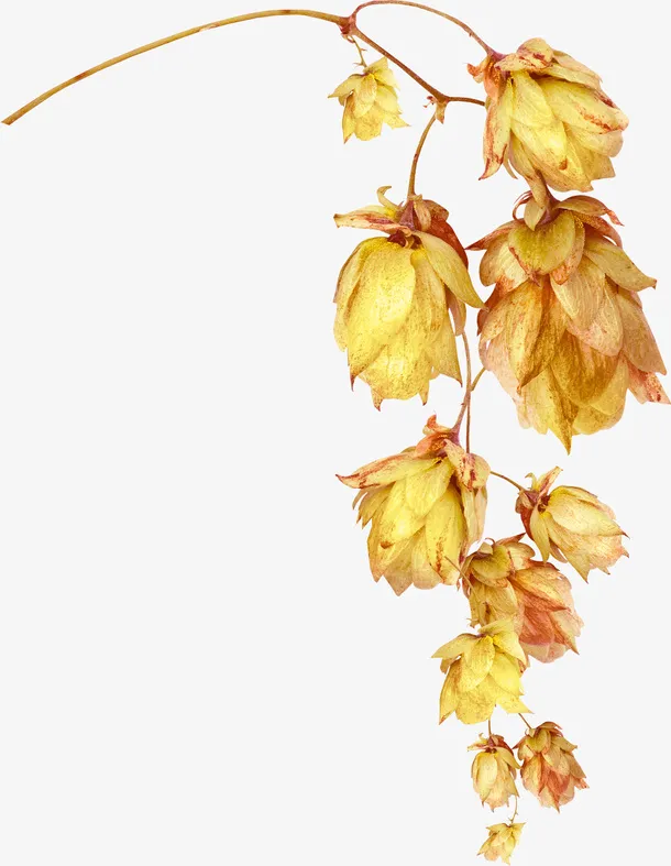 金色花朵免抠
