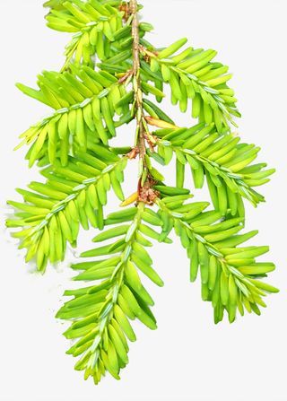 绿色清新春天叶子漂浮元素免抠