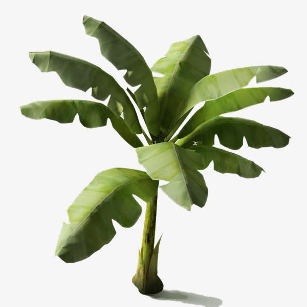 芭蕉叶热带植物免抠