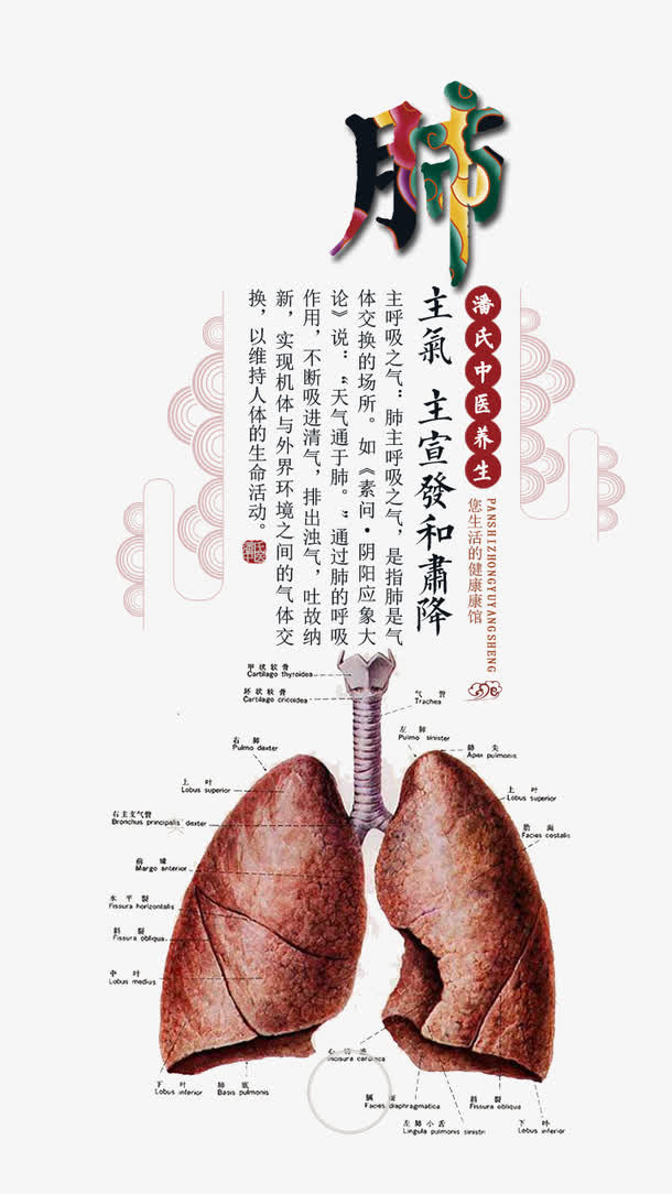 中医养生肺免抠