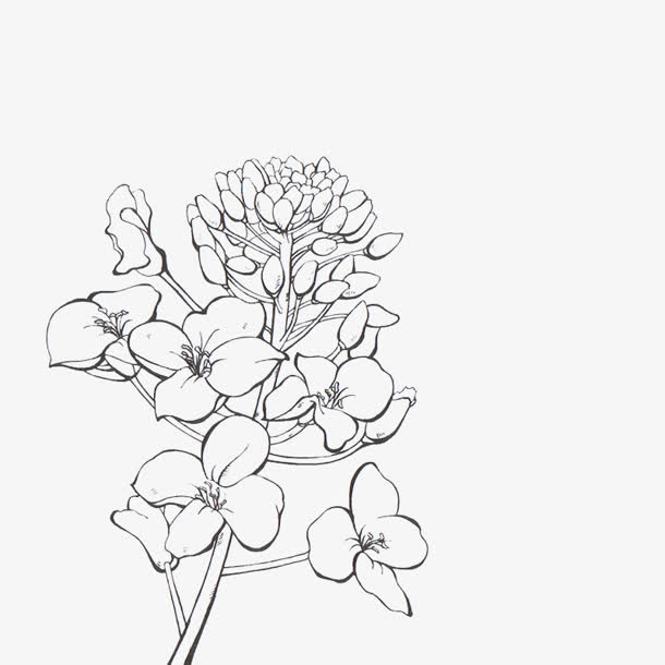 黑白油菜花画稿线稿免抠