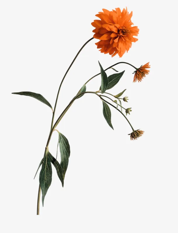 一支菊花免抠