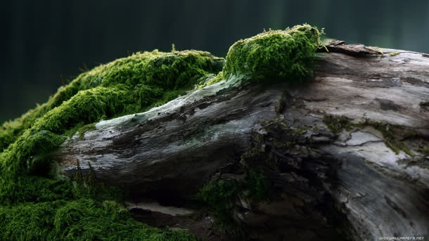苔藓绿色神秘大树免抠