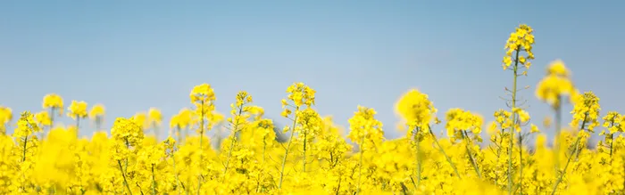 油菜花高清