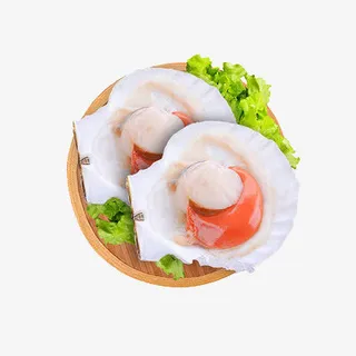 北海道野生半壳扇贝免抠