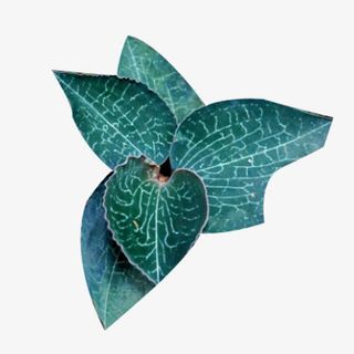 一株绿色金线莲图片素材免抠