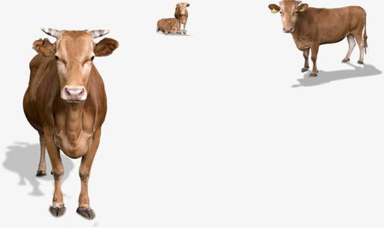 高清黄色黄牛插图免抠