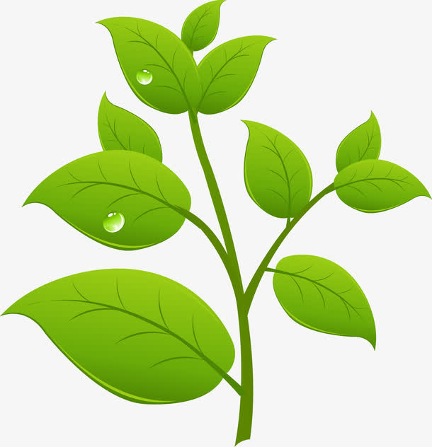 沾满水珠的新芽免抠
