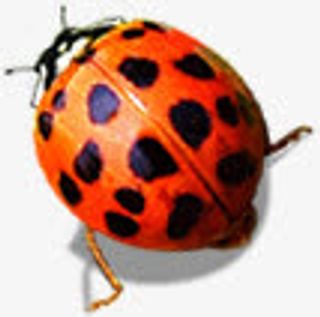 动物七星瓢虫免抠装饰动物元素