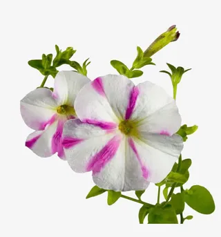 红紫牵牛花免抠