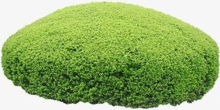 小叶黄杨免扣素材免抠