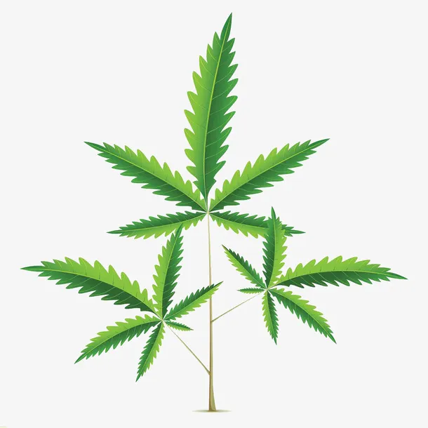 大麻插画免抠