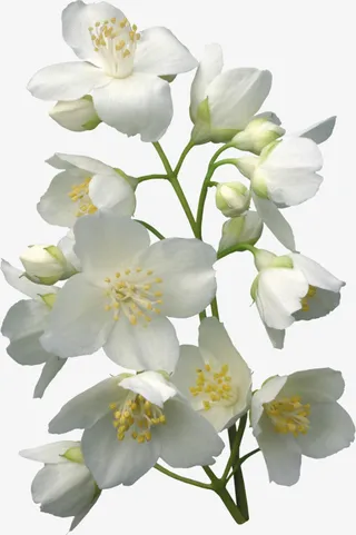 花草素材花卉标签免抠