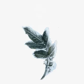 二十四节气之小雪白雪的树枝树叶免抠