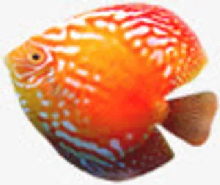 远景红色白点鱼免抠