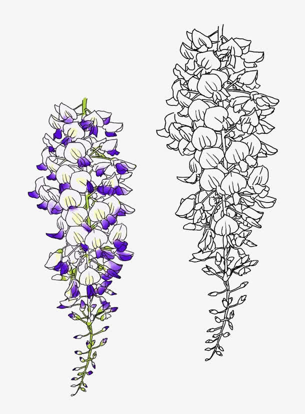 葛根植物花卉线描免抠