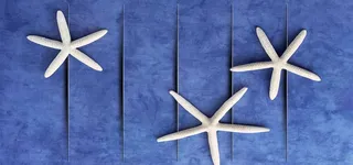 清新海星蓝色木板背景图高清