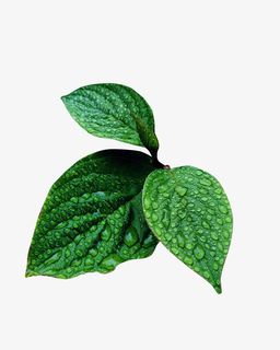 春天绿色带水叶子露珠叶子免抠