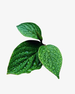 春天绿色带水叶子露珠叶子免抠