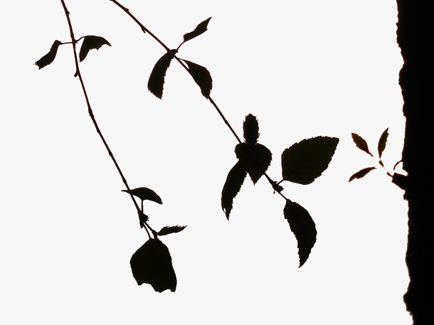 树叶剪影免抠