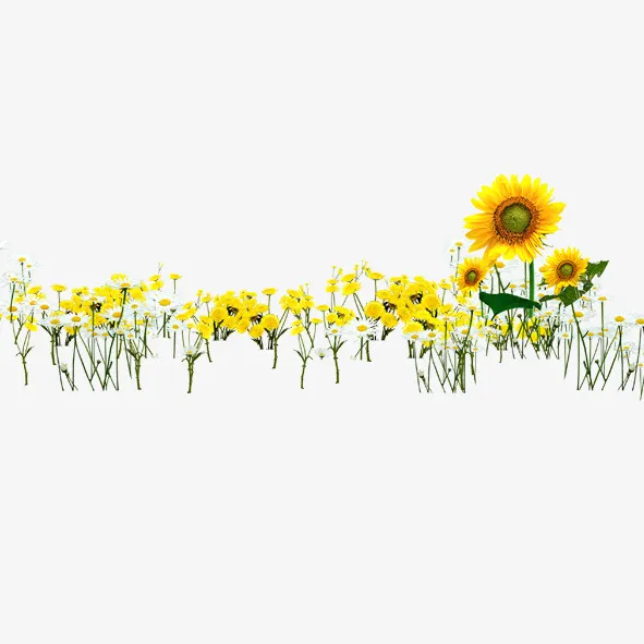 向日葵的春天免抠
