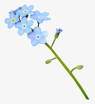 蓝色的花免抠