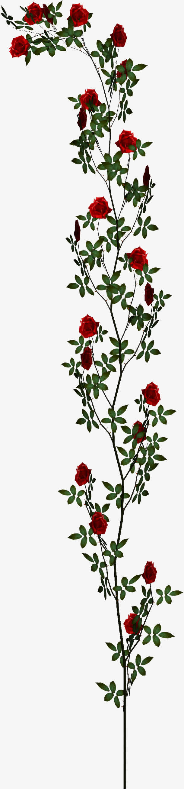 玫瑰花免抠