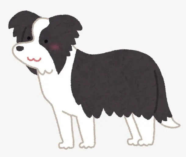 卡通手绘风边牧狗狗插画免抠