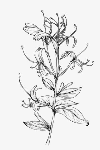 手绘草药线稿2免抠