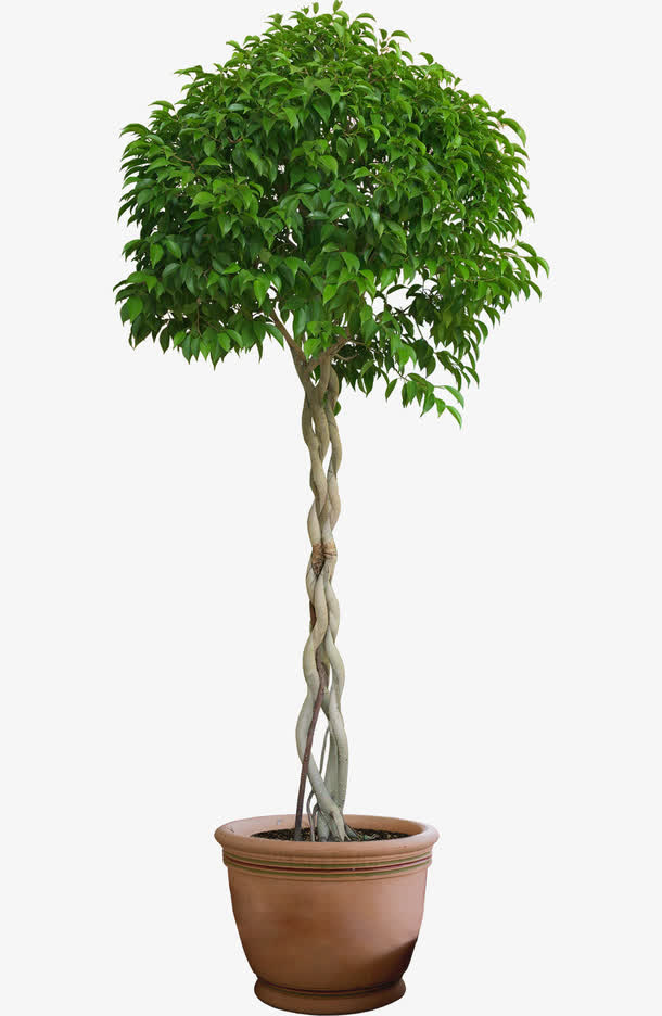 桂花盆栽免抠