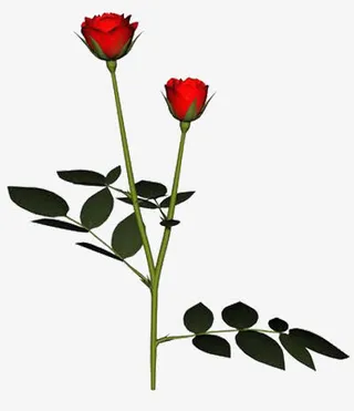 玫瑰花素材免抠