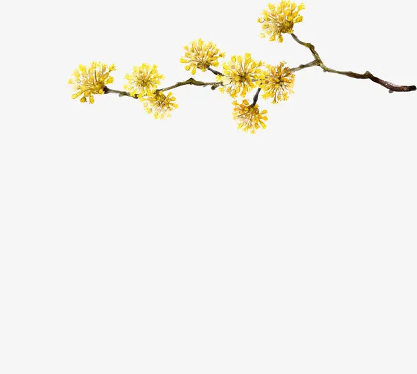 黄色菊花节日装饰树枝免抠