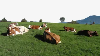 绿色草原上的牧群免抠