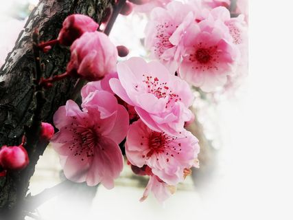 春天 草地 桃花 梨花 渐变透明元素27免抠背景场景背景元素 春天 草地 桃花 梨花 渐变透明元素27免抠背景场景背景元素