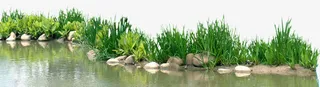 小溪绿植免抠